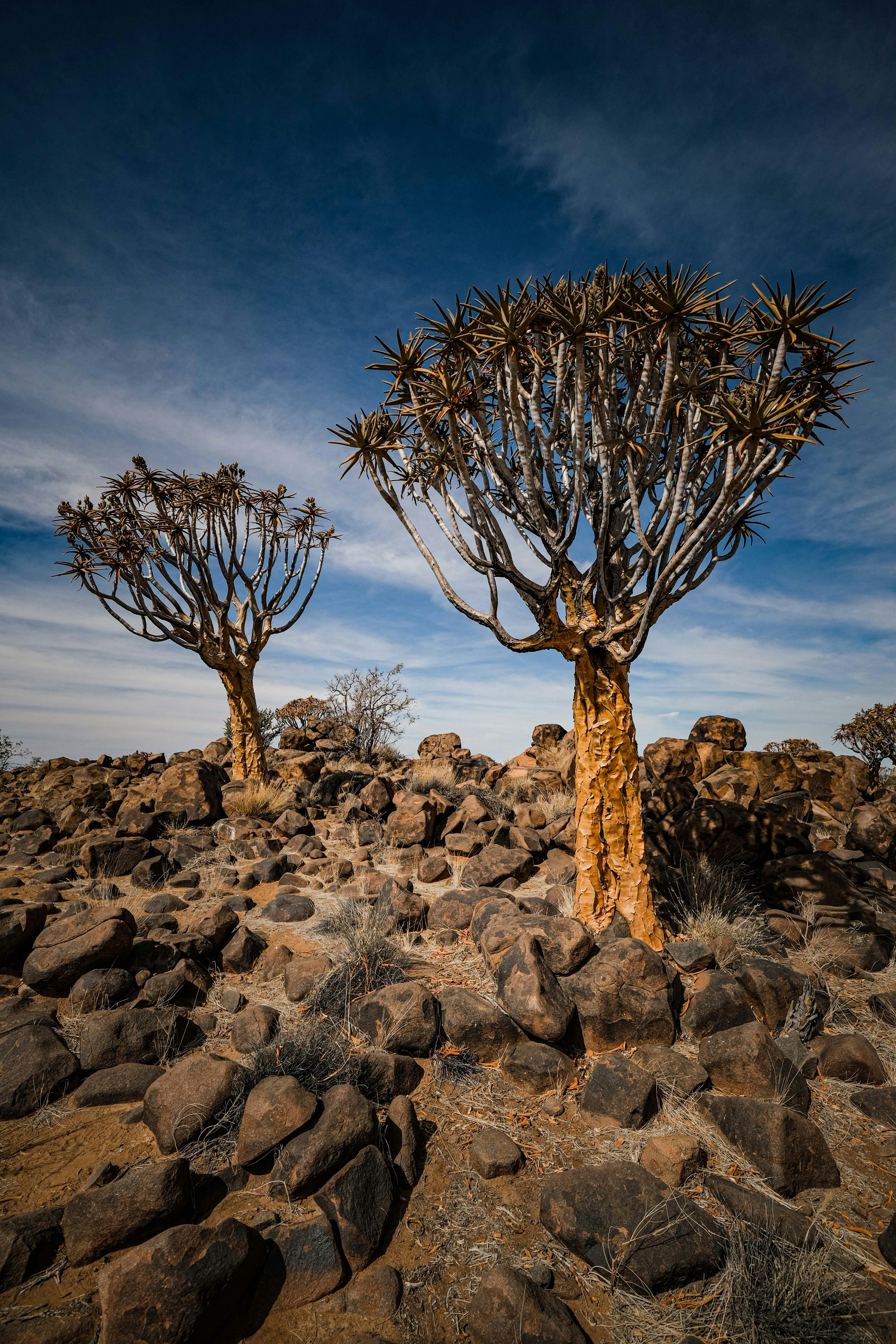 Köcherbäume und Feenkreise – Das Wissen der San