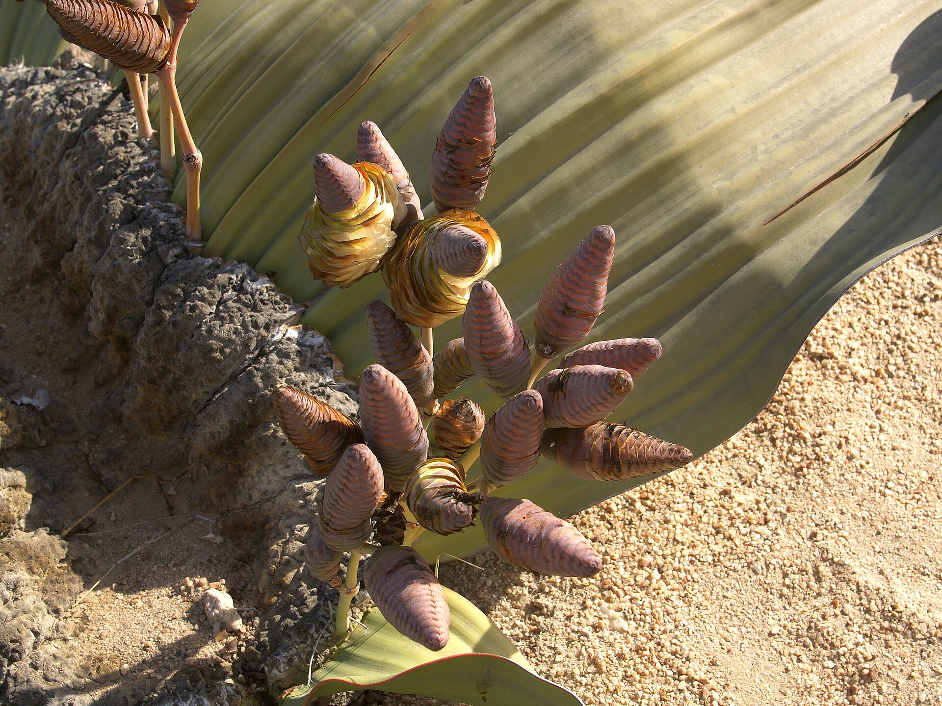 Welwitschia mirabilis – Namibias lebendes Fossil