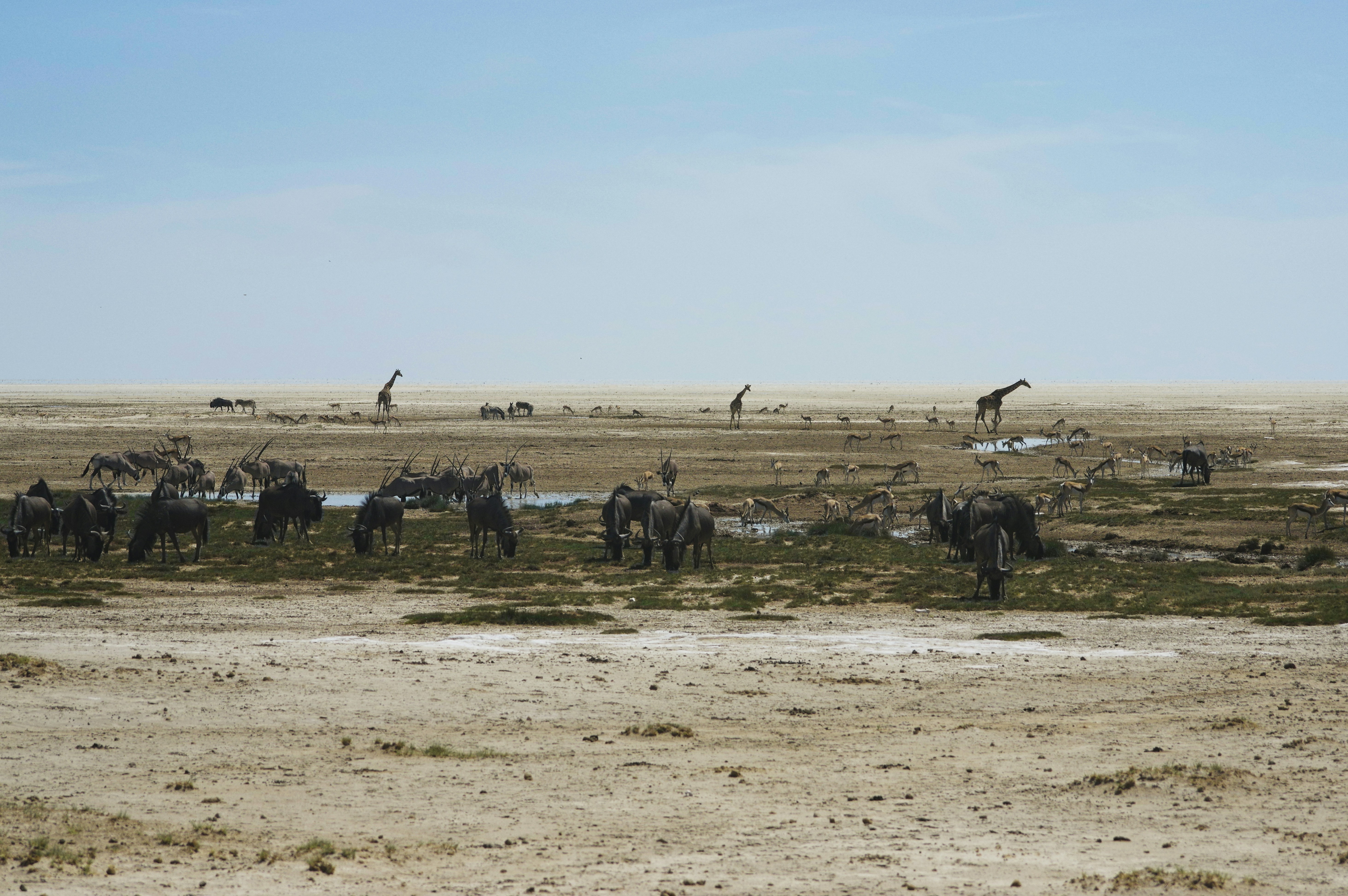 Safari im Etosha-Nationalpark – Der ultimative Guide