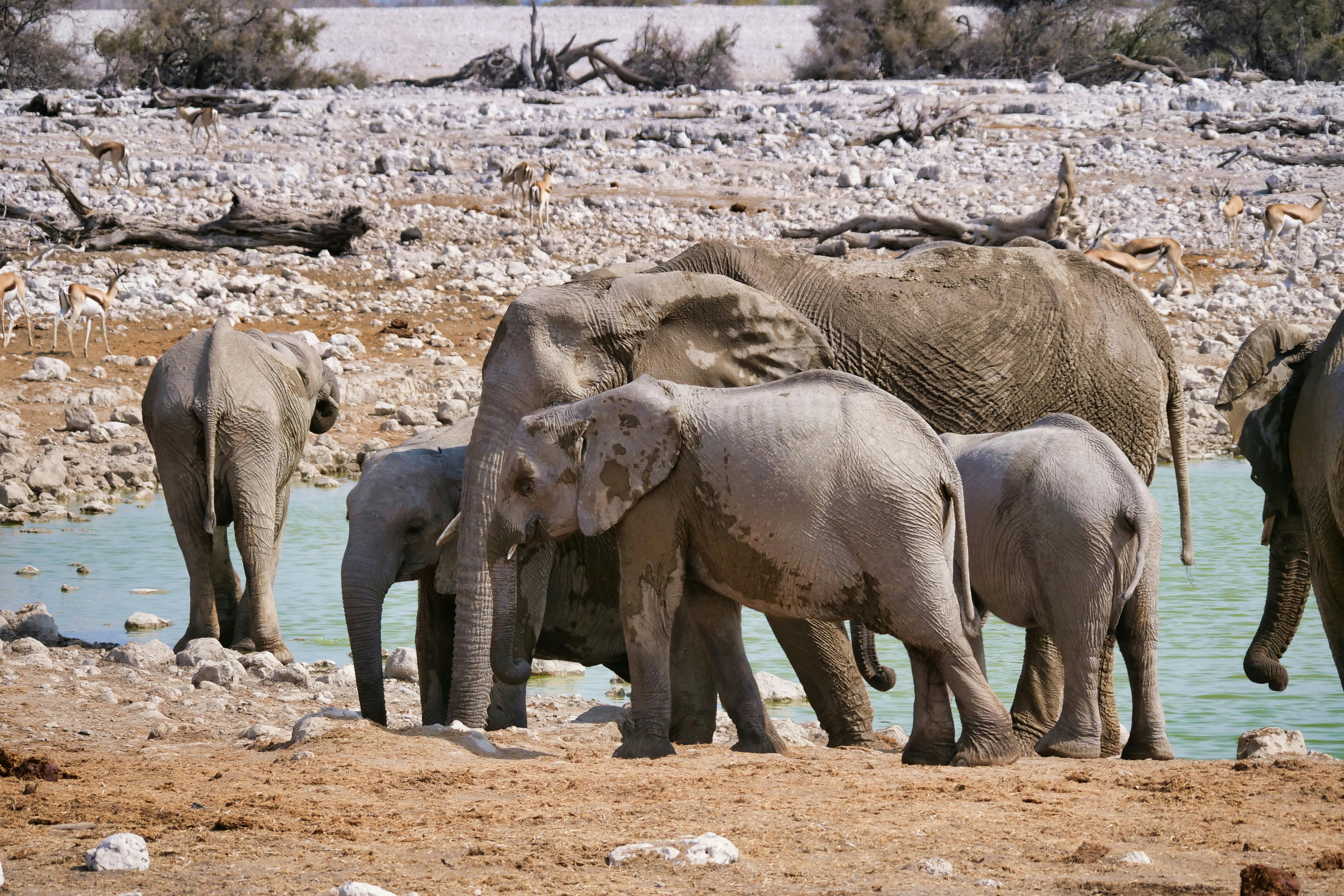 Die besten Wasserlöcher im Etosha-Nationalpark