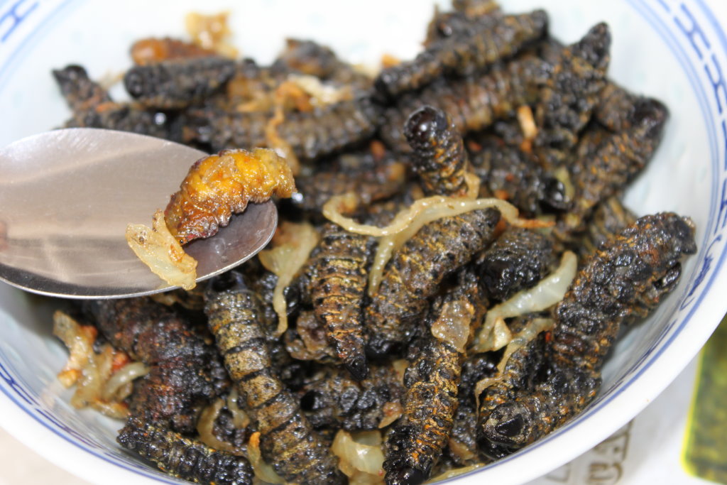 Tag 7 – Raupen futtern